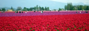 La Conner où tout le monde vient se ballader dans les champs de fleurs